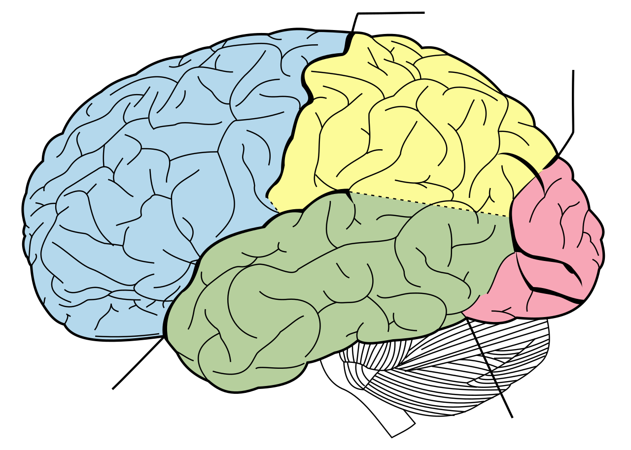 Brain_diagram_without_text.svg
